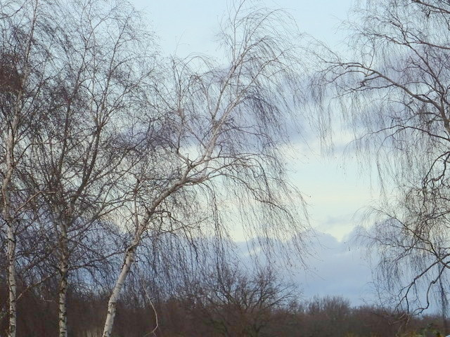 Birken im Sturm
