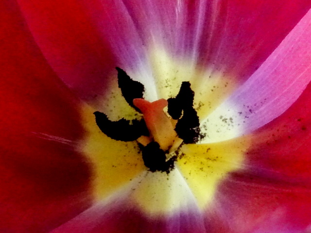 Blick ins Tulpenherz