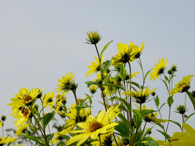 Helianthus tuberosus