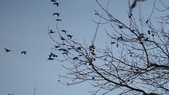 Kreischende Vögel