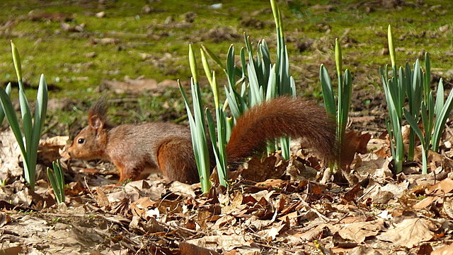 Eichhörnchen