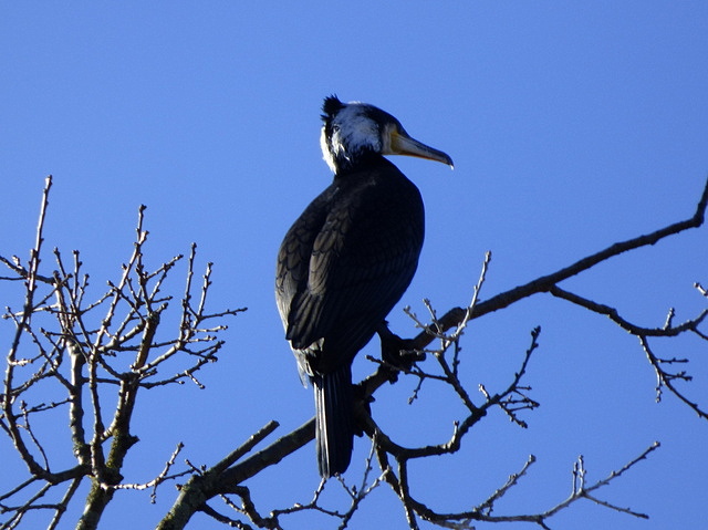 Kormoran