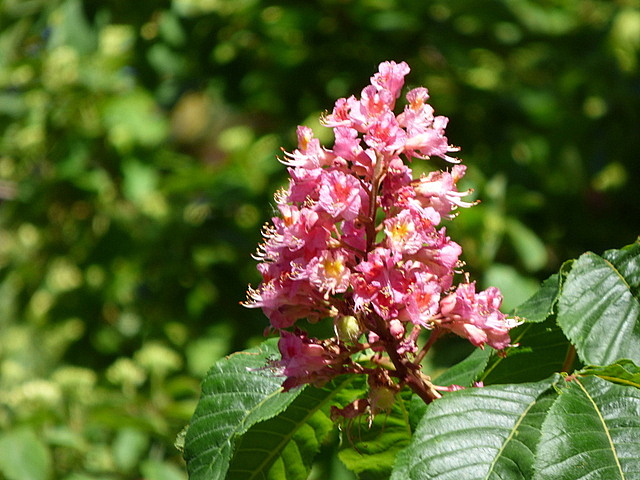 Kastanienblüte