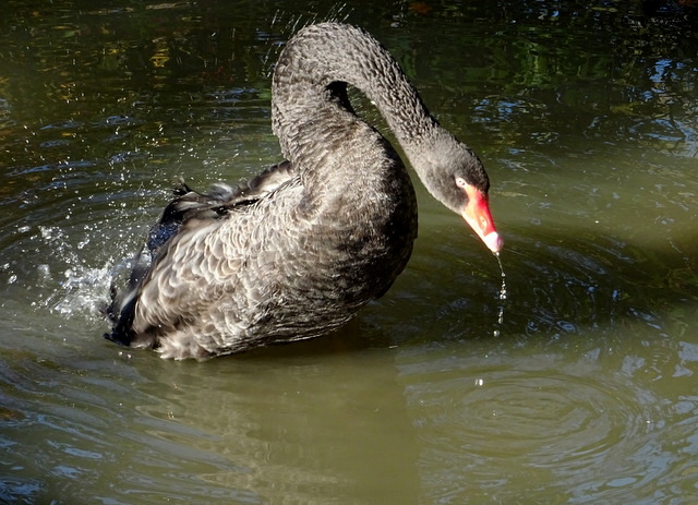 Trauerschwan