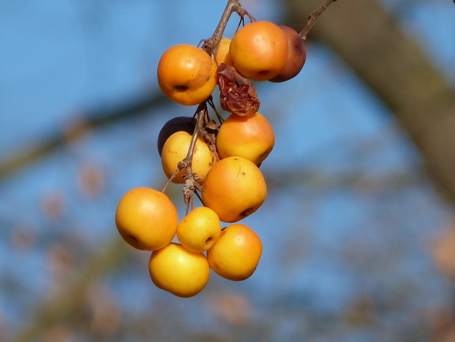 Zieräpfel