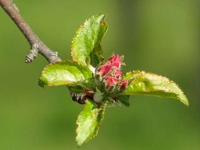 Apfelblüte