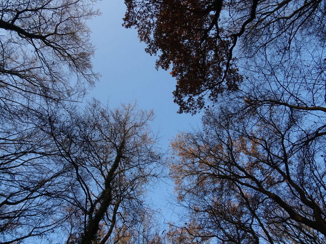 Bäume