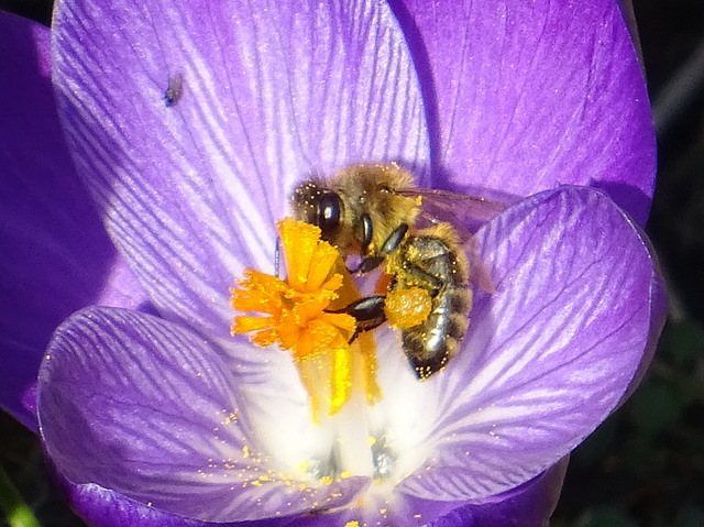 Biene voll Blütenstaub