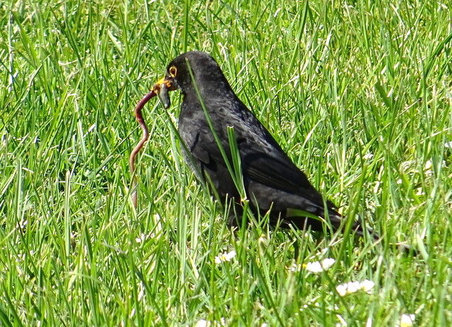 Amsel mit Regenwurm