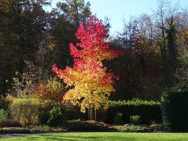 Amberbaum