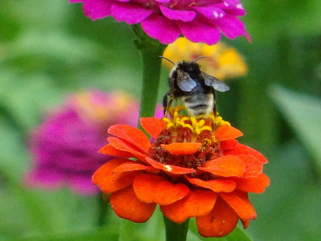 Zinnien