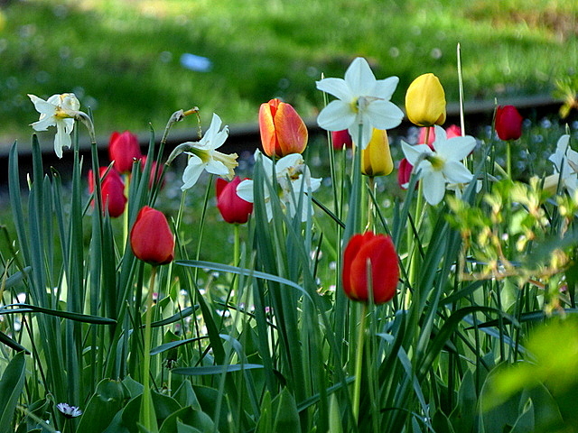 Tulpen und Narzissen