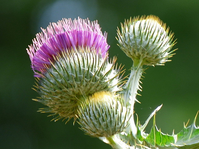 Samen schottische Distel