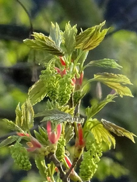 Kanadischer Zuckerahorn