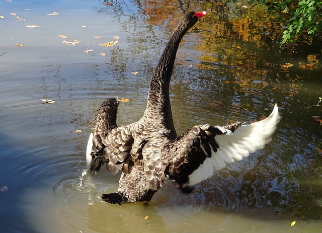 Trauerschwan