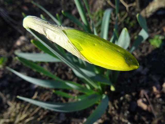 Knospe einer Narzisse