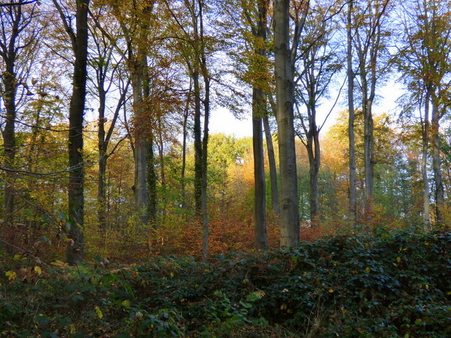 Wald