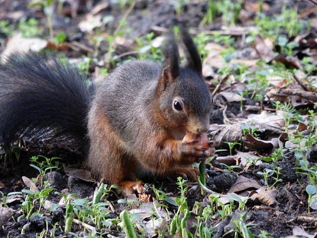 Eichhörnchen