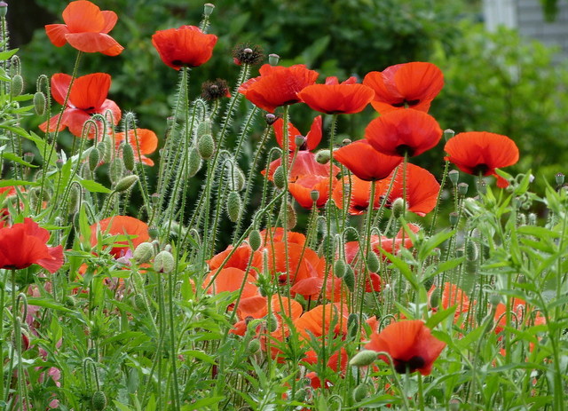 Mohn