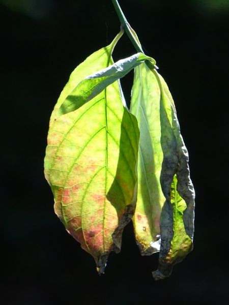 Welkende Blätter
