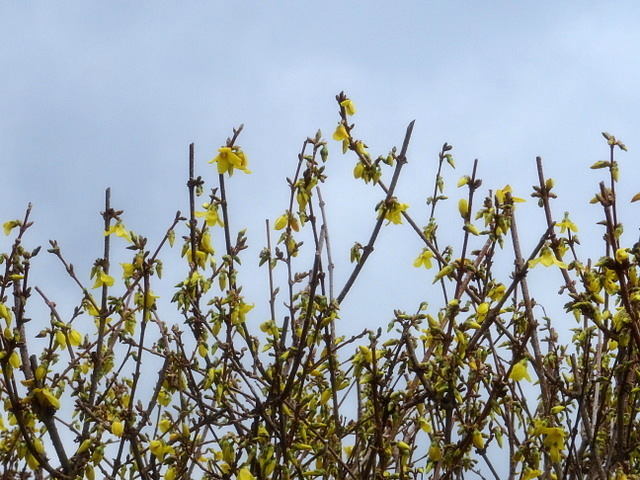 Forsythien