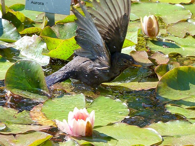 Amsel badet im Seerosenteich