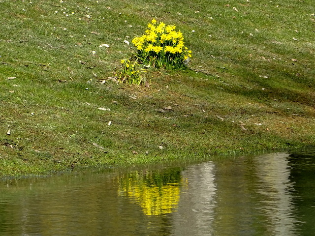 Narzissen mit Spiegelung