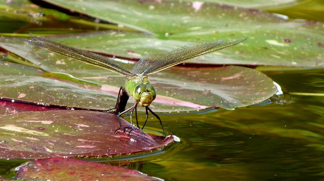 Libelle bei der Eiablage
