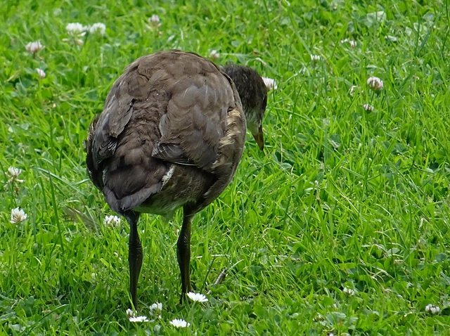 Teichhuhn