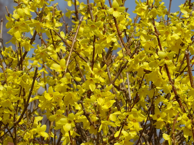 Forsythien