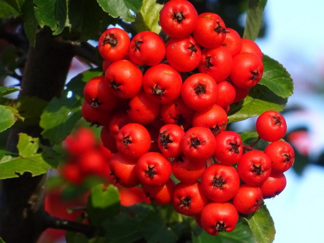 Beeren
