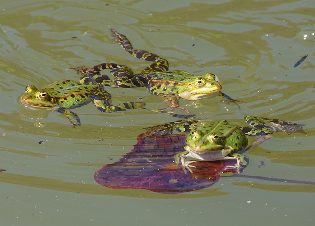 Frösche