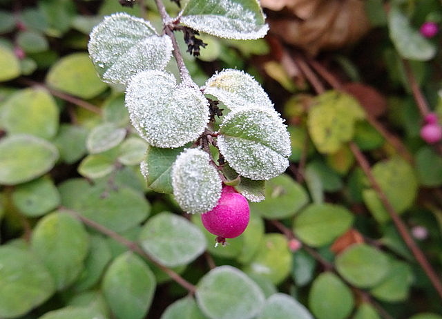 Rosa Beere