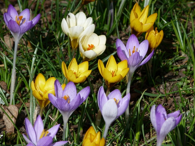 Bunte Krokusse