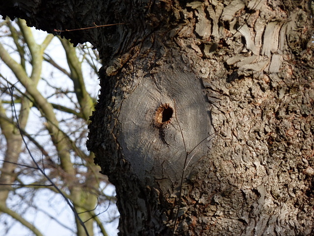 Baum
