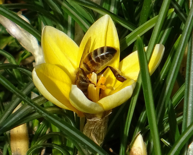 Krokus mit Biene