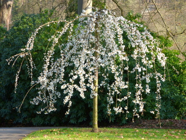 Bäumchen voller Blüten
