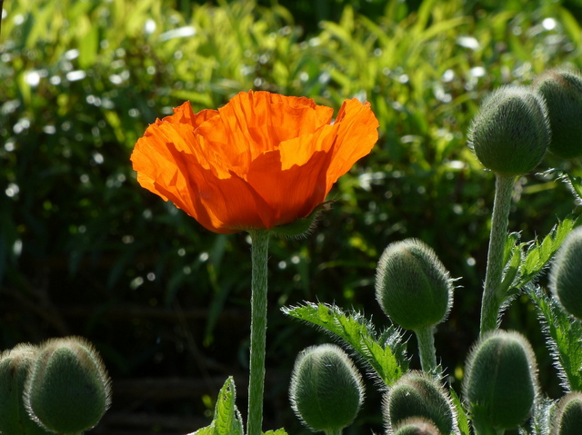 Mohnblüte und Knospen