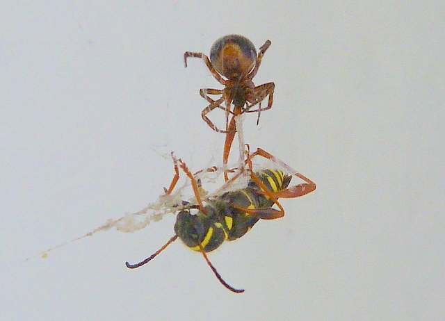 Spinne und Wespe
