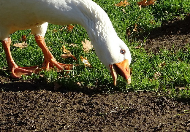 Gans