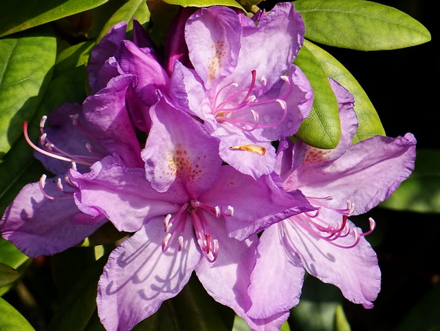 Rhododendron