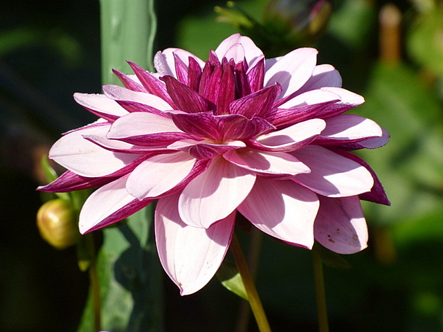 Dahlie