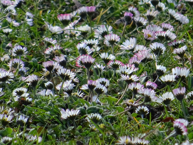 Gänseblümchenwiese