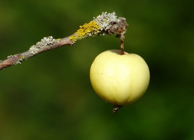 Äpfelchen
