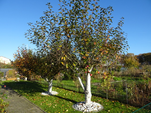 Apfelbäume im November