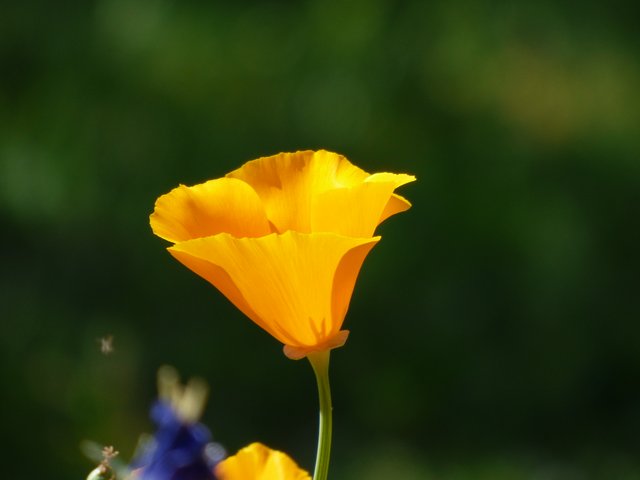Mohnblüte