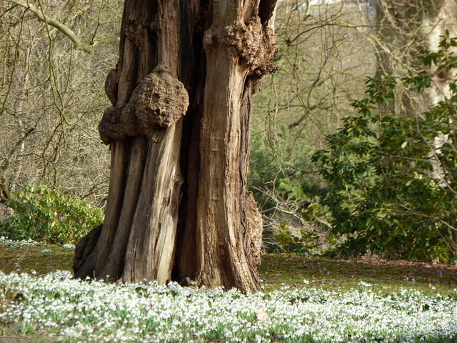 Knorriger Baumstamm mit Schneeglï¿½ckchen