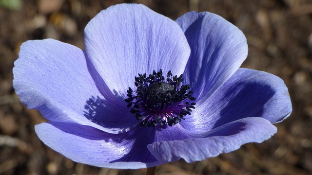 Anemone