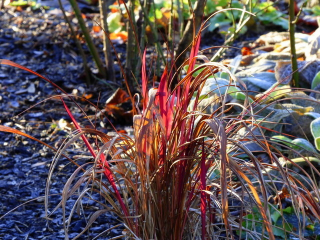 Rote Gräser