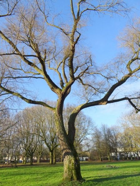 Starke Baumarme